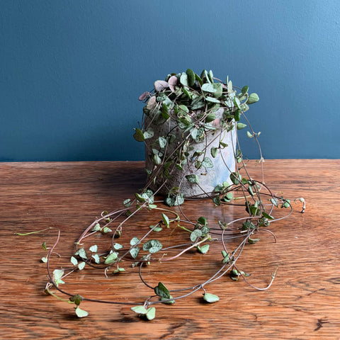 Chain of Hearts Indoor Plant | Highgate Flowers