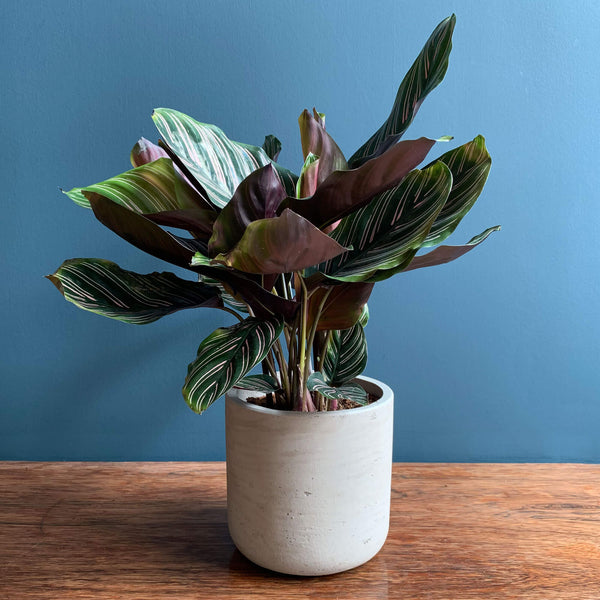 Calathea Pinstripe  Indoor House Plants Delivered to Y