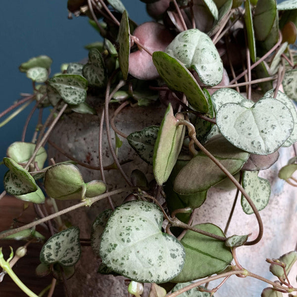 Chain of Hearts Plant, Detail | Highgate Flowers
