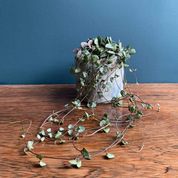 Chain of Hearts Indoor Plant | Highgate Flowers