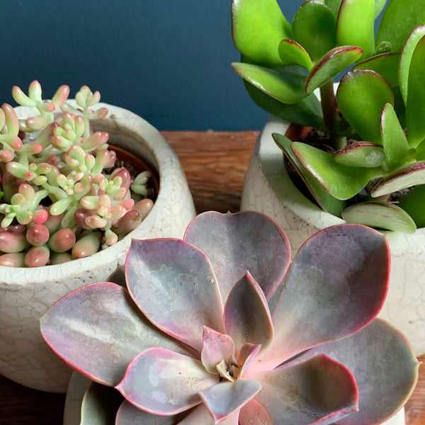 Set of Three Succulents in Pots, Detail | Highgate Flowers