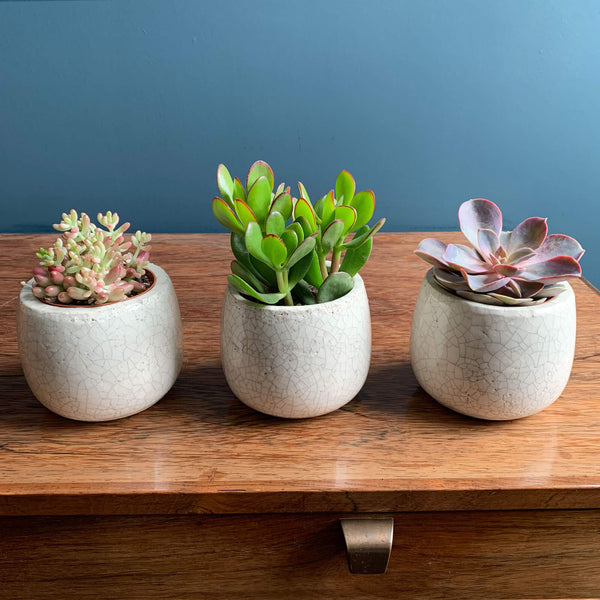 Three Succulents in Pots | Highgate Flowers